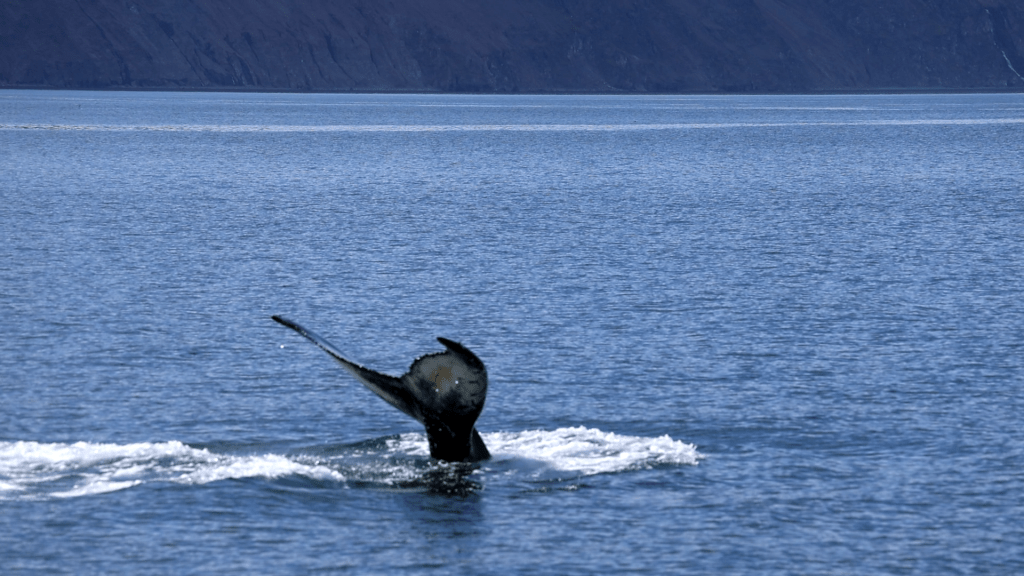 Wer den Wal&nbsp;hat…