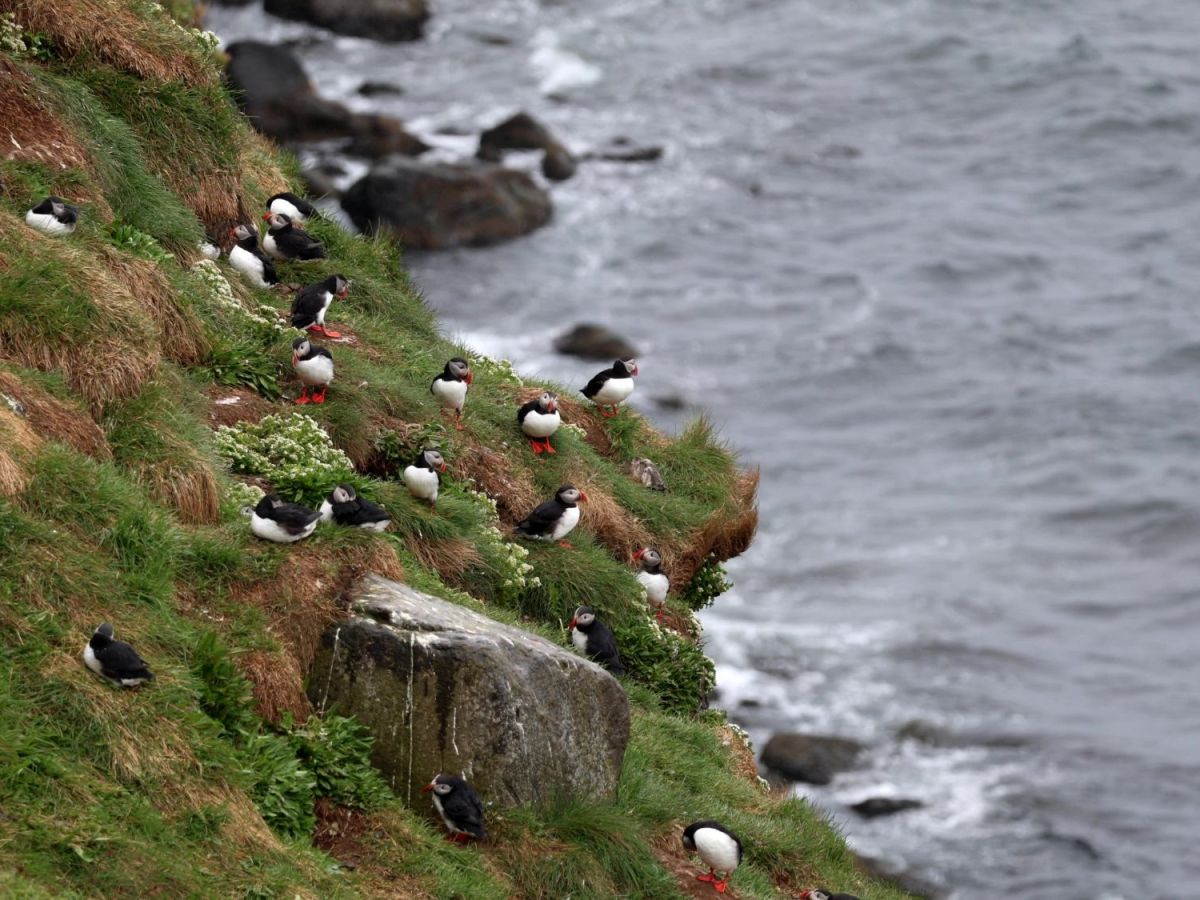 Puffins!!!